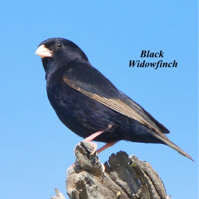 Black Widowfinch